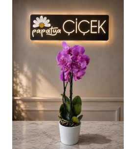 Çift Dallı Orkide